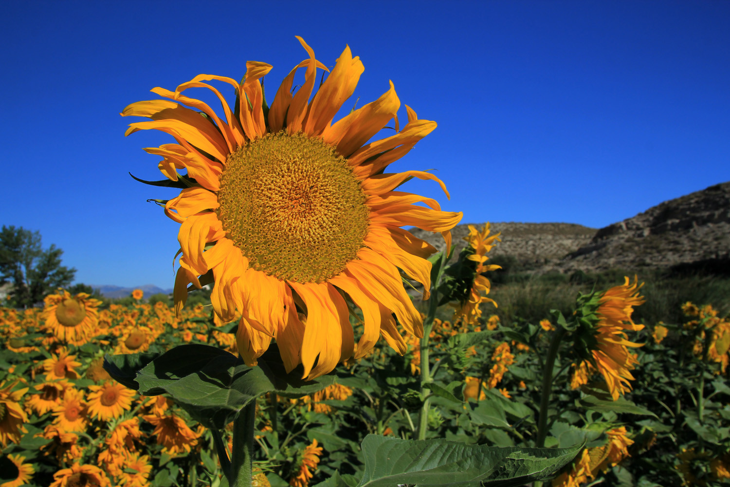 Sunflower Field near Galera