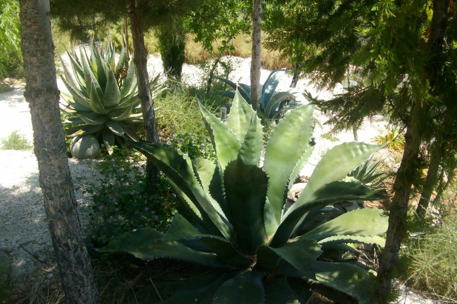 Detail of the garden