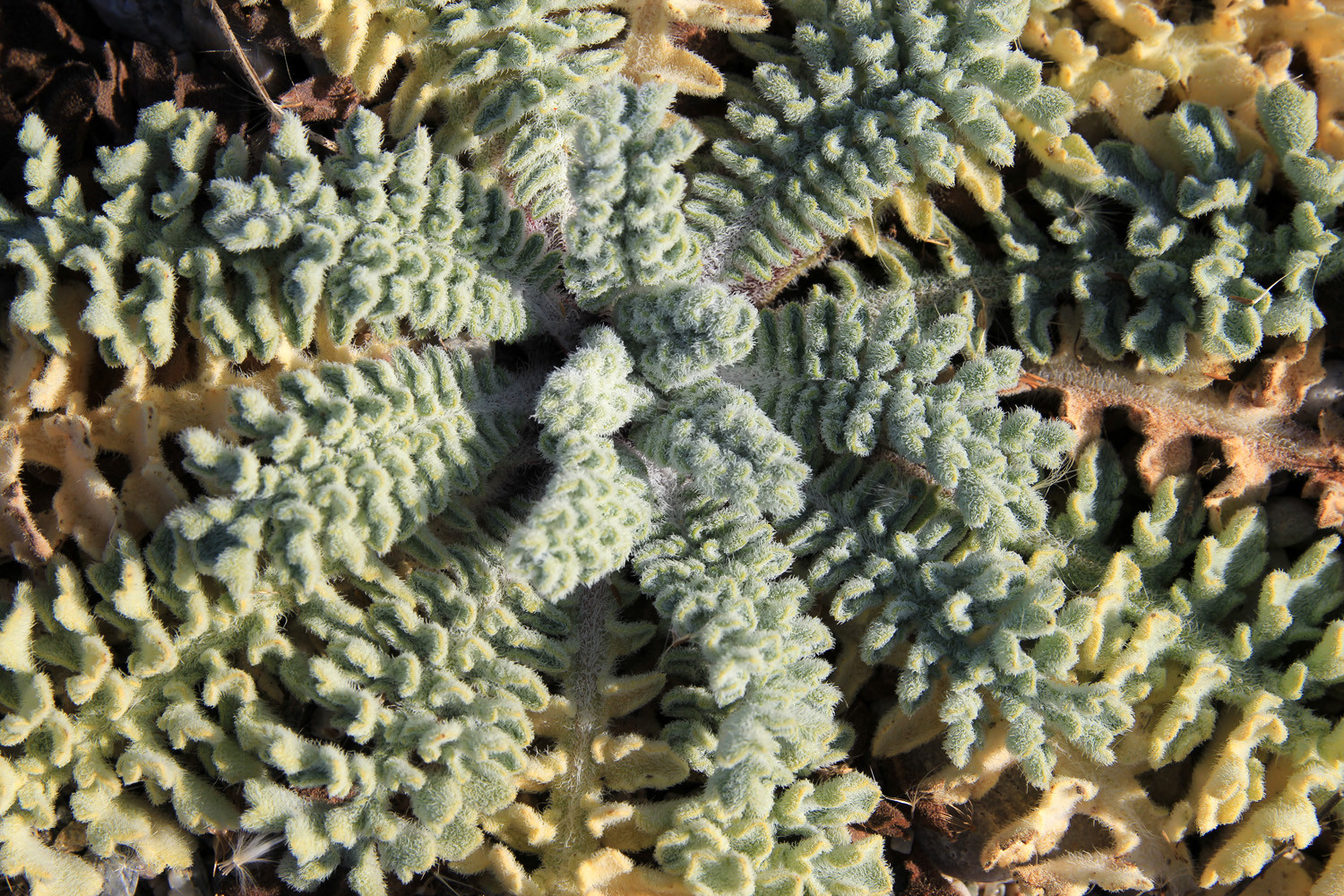 Plants on Playa Carchuna