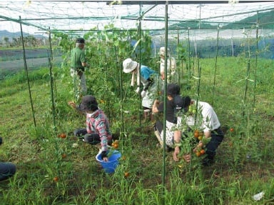 バイオクリーンで作られた堆肥は、畑で再利用されます