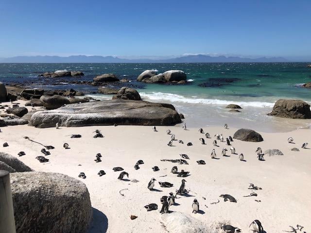 freaky travel präsentiert: Die Top 5 Tipp für deinen unvergesslichen Urlaub in Kapstadt in Südafrika. Bestaune und genieße die atemberaubende Natur Afrikas