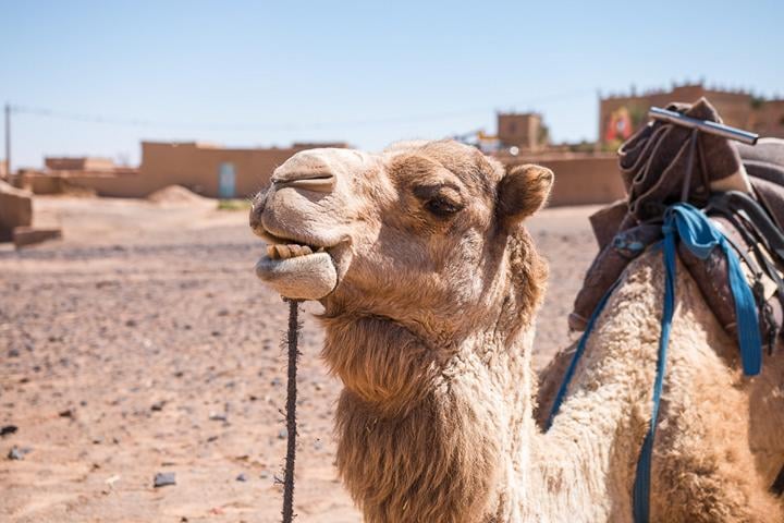 Mein Kumpel das Kamel