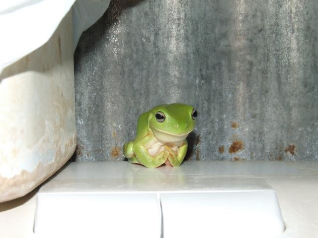 Der grüne Frosch :-)