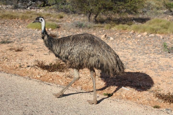Der Emu ist der zweitgrößte Vogel der Welt