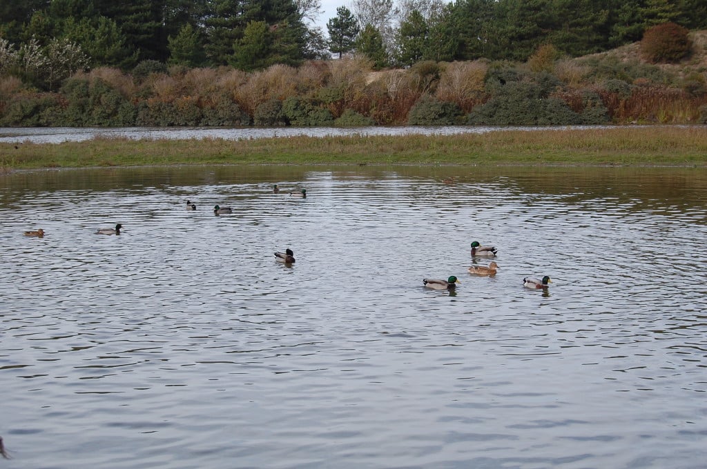 Oiseaux sur un plan d'eau