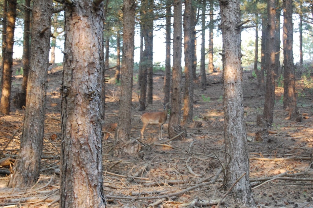 Mouflon dans les arbres