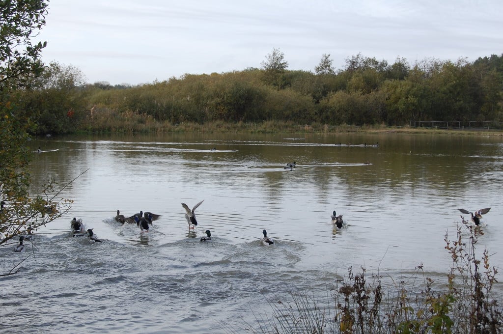 Les oiseaux sont dérangés !