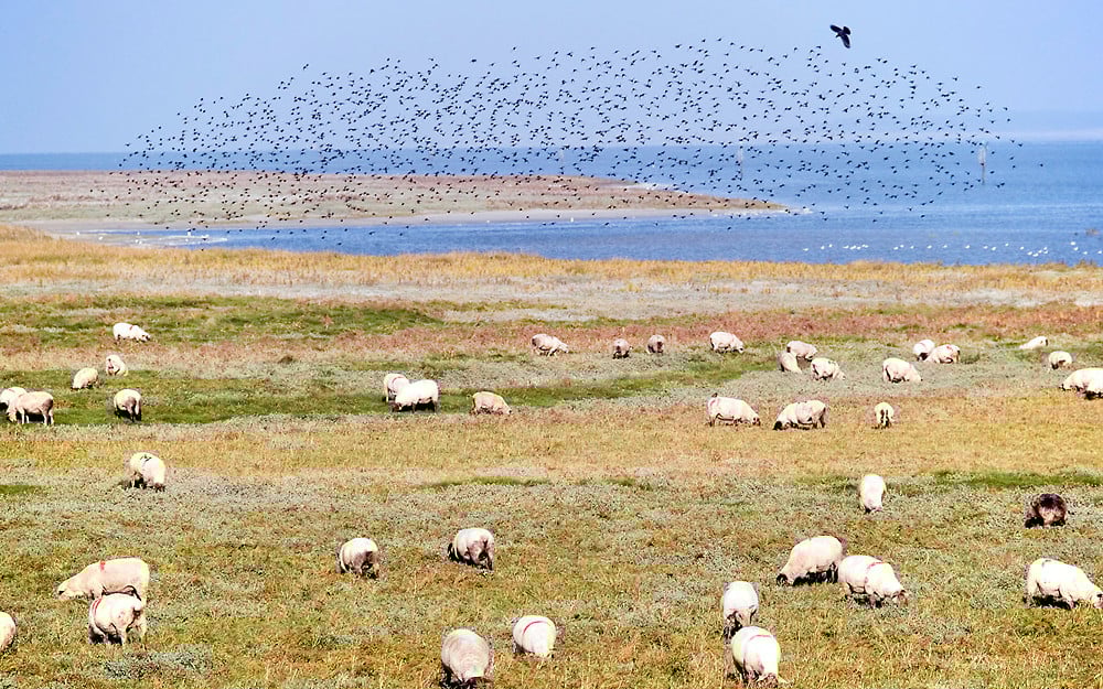 Les moutons de prés salés