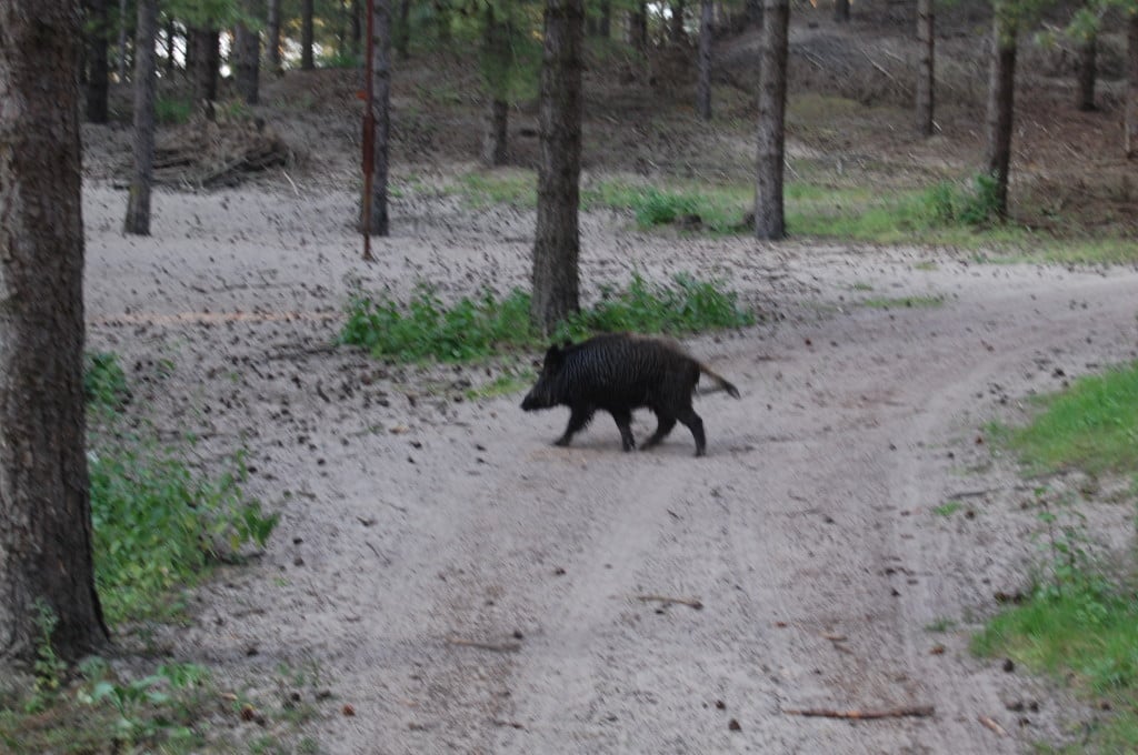Sanglier en promenade