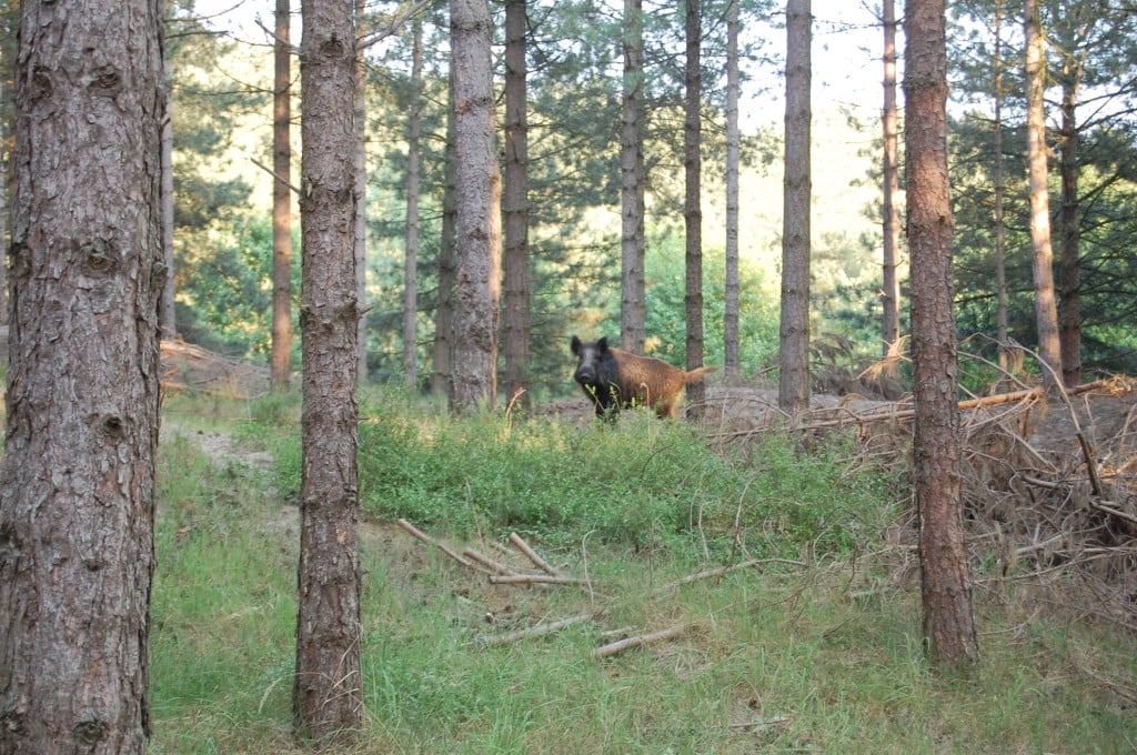 Sanglier nous observant