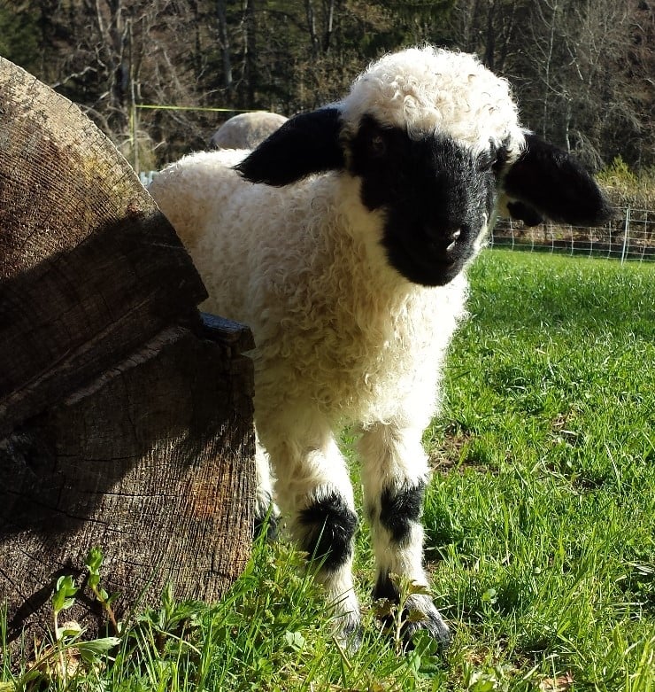 Imbolc, Brigid, Maria Lichtmess