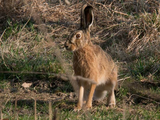25.03.2012 Hemmingen Zeilwald Foto Markus Hansen; Markus Hansen schreibt: "ist mir heute morgen an meiner Linse vorbeigehoppelt, einen Moment stutzig sitzen geblieben und dann doch lieber weiter in eine andere Richtung."
