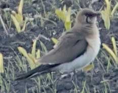 22.5.2021 Leipheim (BY, GZ)