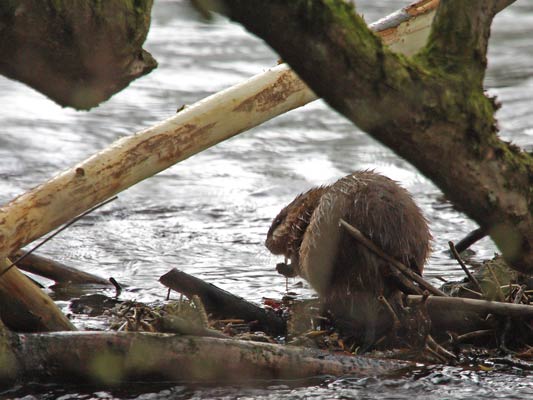 2.4.2008 Markgröningen Enz b. Leudelsbachmünd. Kamera: Canon 1DMark II/100-400L/x 1.4 Foto von Dennis Heidrich