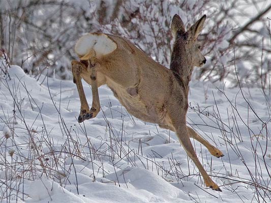 5.3.06 11:24:42 Markgröningen-Steinbruch Kamera: Canon EOS 20D / 100-400@400 F7.1, 1/6400s, ISO400, RAW; Reh (Capreolus capreolus) w. graubraunes Winterfell, reinweißer Spiegel im März