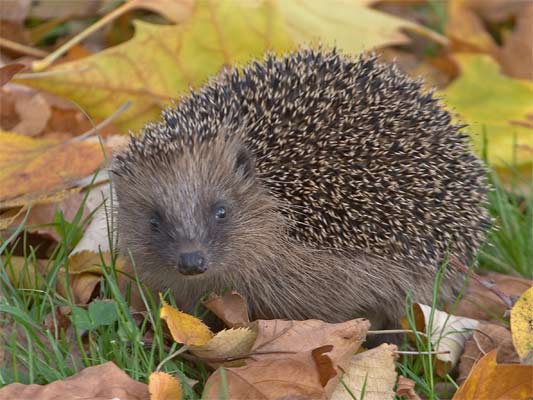 Braunbrust-Igel (Erinaceus europeus) [Foto: Igel in Schwieberdingen an der Realschule, Nov. 2006]