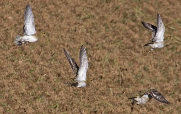 Gold-Regenpfeifer (Pluvialis apricaria) [Foto 30.11.2008 bei Hemmingen]
