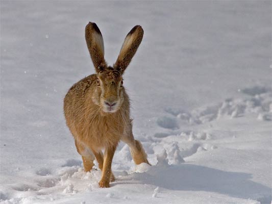 Feldhasen im Glemstal (Lepus Europeus)   [Foto: Feldhase am Schneechaostag im Markgröninger Steinbruch, März 2006]