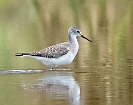 17.11.2021 Saalbachniederung (BW, KA)