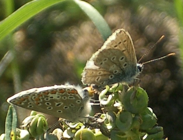 18.9.04, 16:28 Schwieberdingen gr. Wiese bei Neumühle Kamera: Pentax Optio S