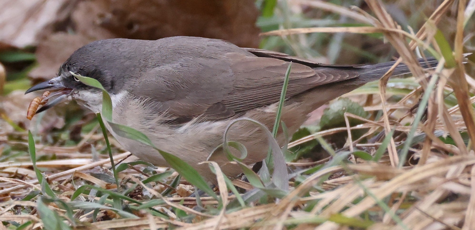 Orpheus-Grasmücke (Curruca hortensis) in Eching-Nord LK Freising am 9.2.2025, frisst einen Mehlwurm