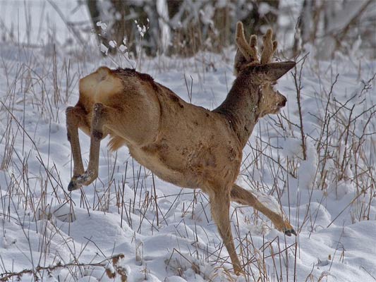 Rehe im Glemstal (Capreolus capreolus) 