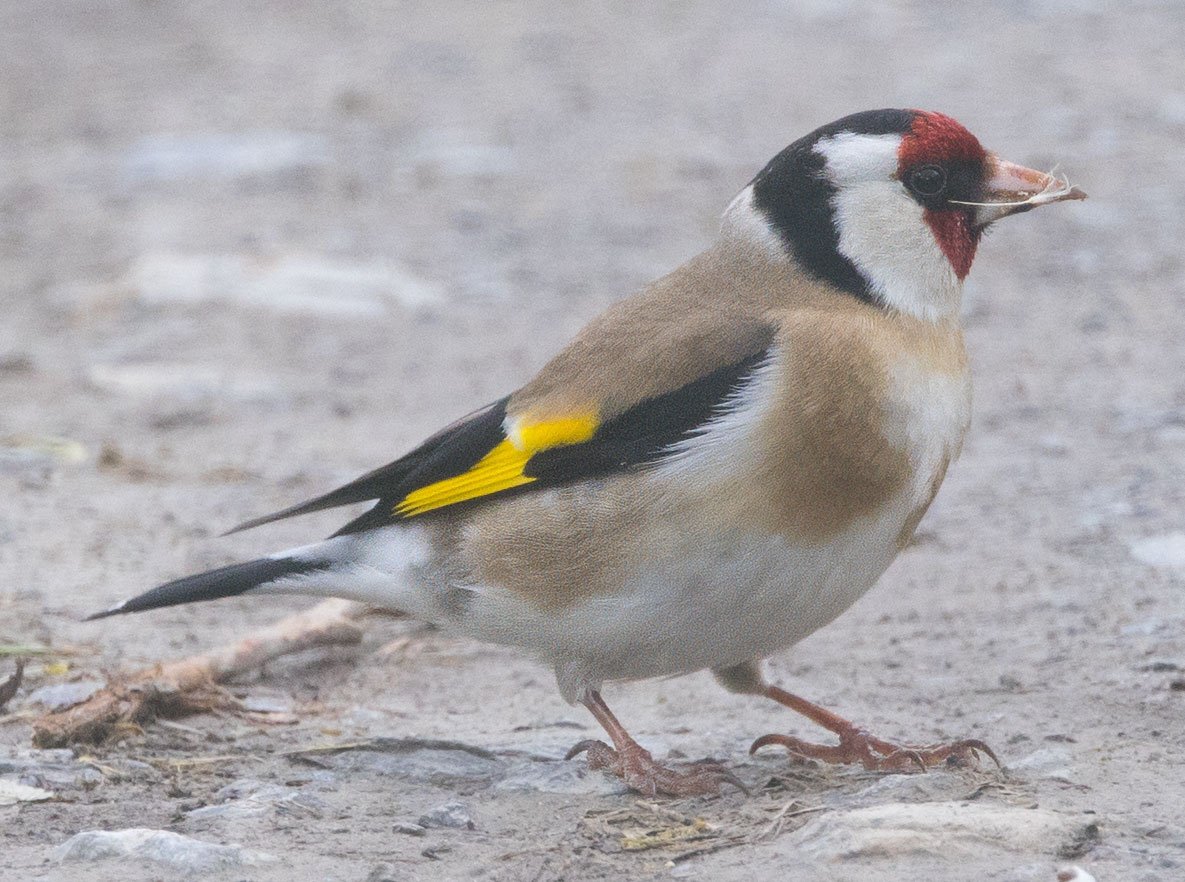 21.4.24 Gagerbach, Stieglitz