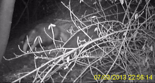 07.03.2013 Hemmingen Kamera: Aldi Wildkamera Foto: Markus Hansen; Dachs nachts im Hemminger Zeilwald