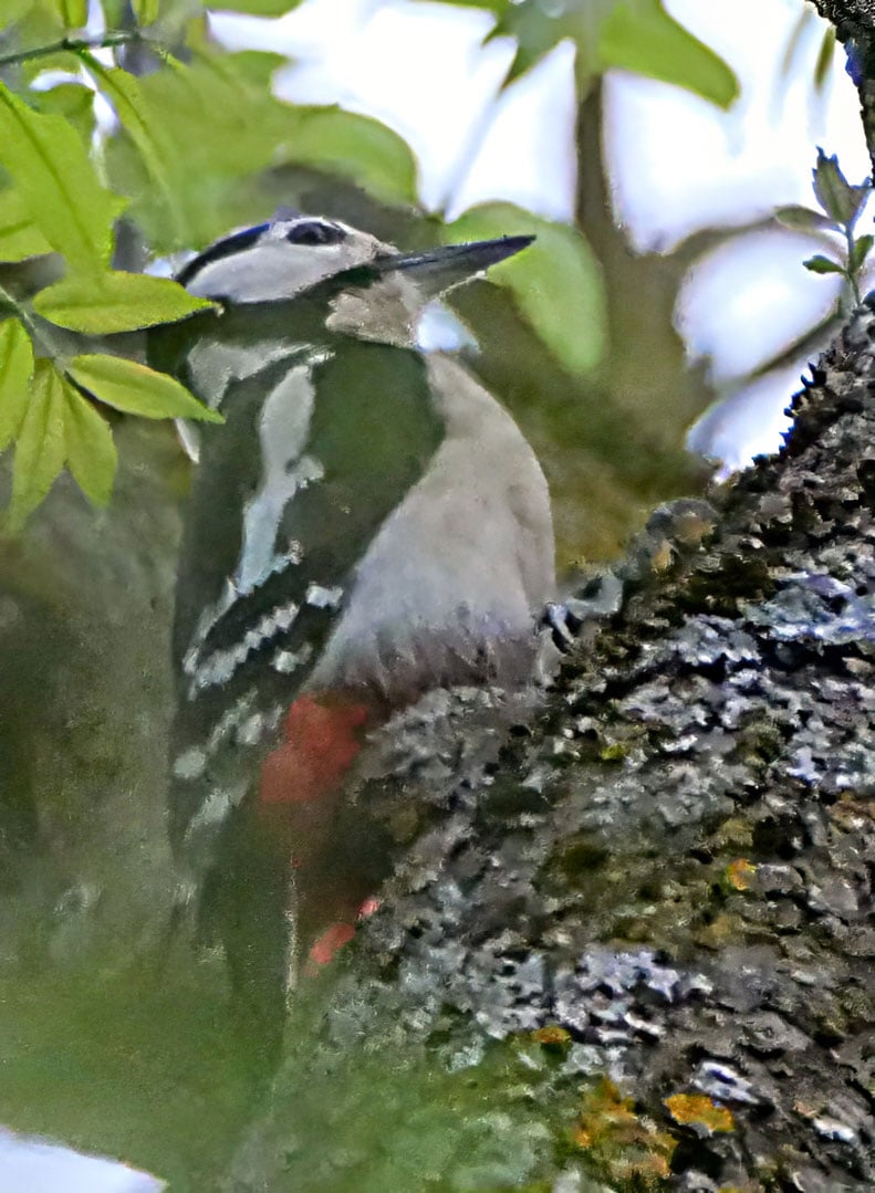 Buntspecht, Foto von Chris Hiller