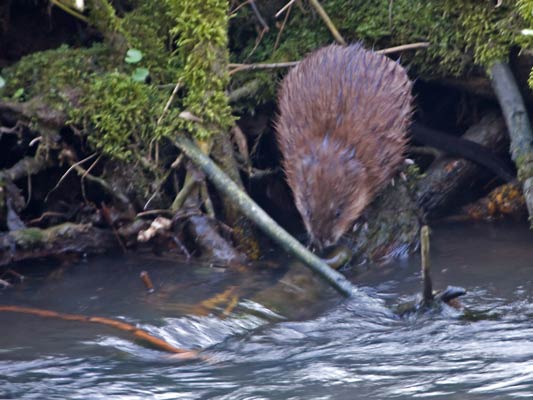 Bisam (Ondatra zibethicus) im Glemstal [Foto: in der Glems bei Markgröningen bei der "Pferdekoppel", 24.4.2008]
