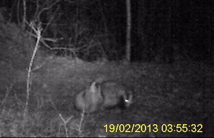 19.2.2013 Schwieberdingen Gr. Fels Kamera: Aldi Wildkamera; Nachts um 3:55 sind diese beiden Schwieberdinger Dachse in einer merkwürdigen Interaktion. Der linke Dachs liegt auf dem Rücken. Vorher waren sie zusammen herumgekugelt.