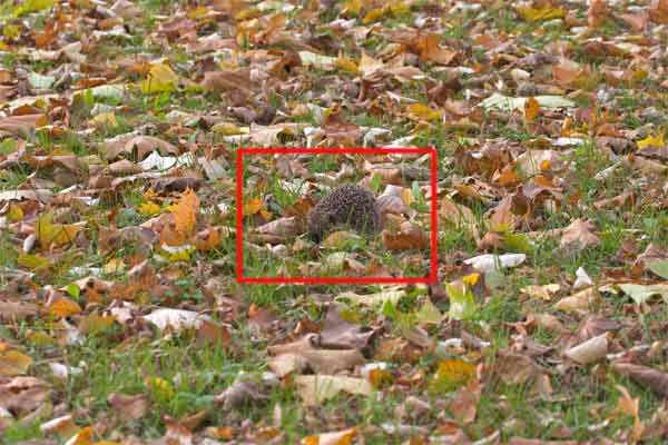 Der Igel schnuffelt am Boden unter den Blättern und streunt so langsam auf der ganzen Wiese herum; 5.11.06 14:20 Schwieberdingen Kamera: Pentax Optio S