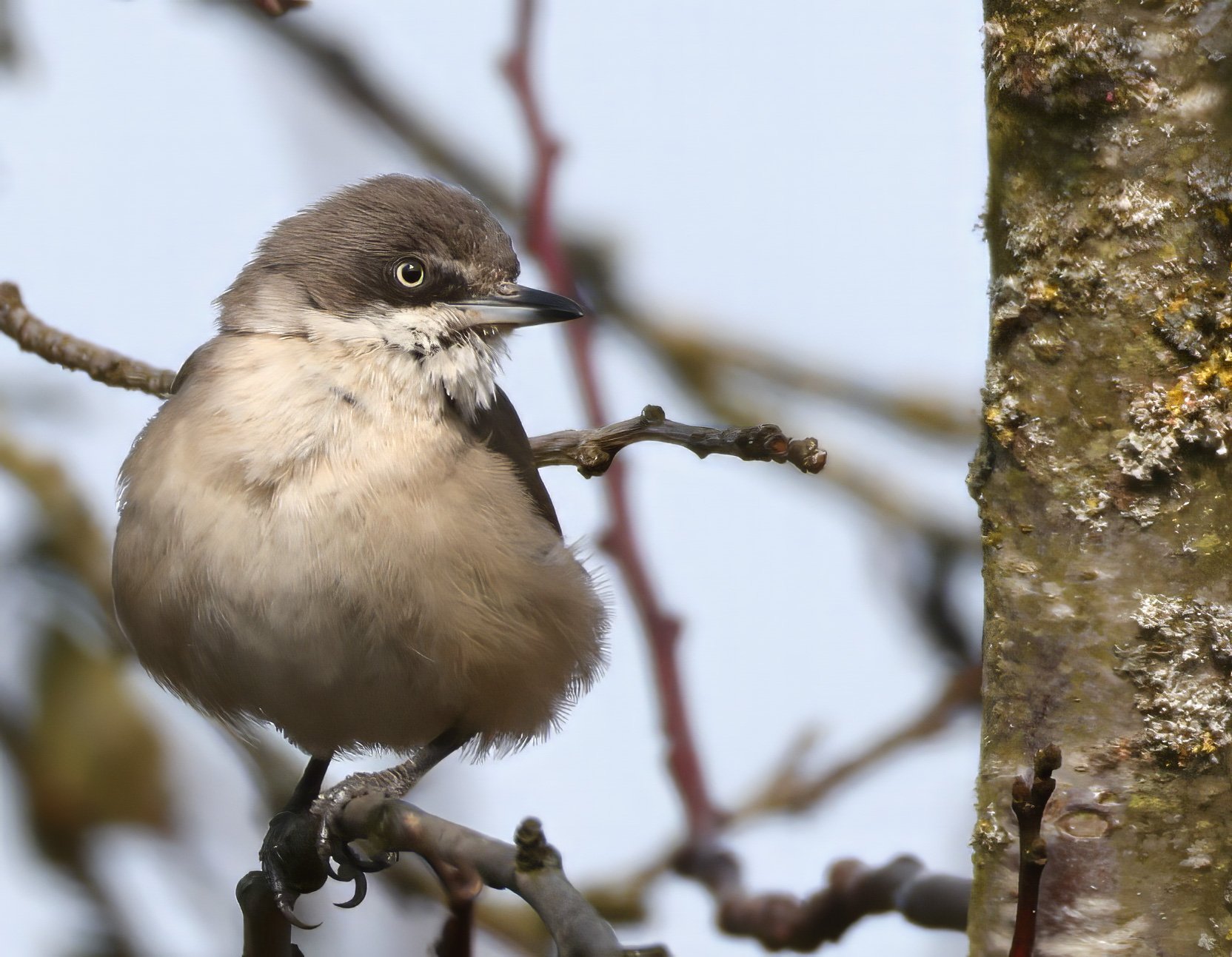 Orpheus-Grasmücke (Curruca hortensis) in Eching-Nord LK Freising am 9.2.2025