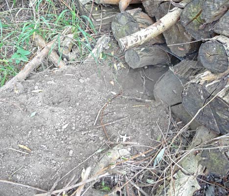 26.07.2014 Schwieberdingen NABU Stückle Markt Foto: Manfred Herda; Fuchsbau