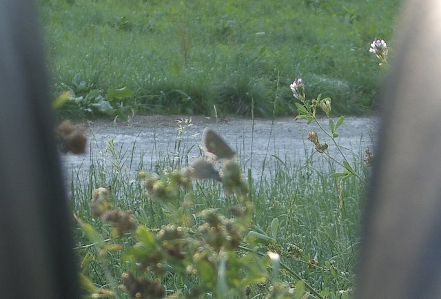 18.9.04, 16:45 Schwieberdingen gr. Wiese bei Neumühle Kamera: Pentax Optio S