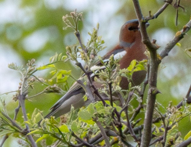 Ein Buchfink, Foto von Chris Hiller