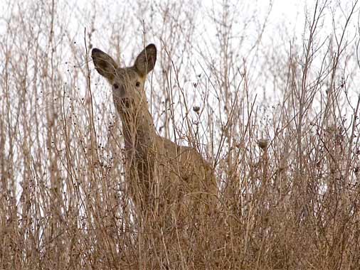 19.2.06 11:06 Markgröningen Steinbruch Kamera: Canon EOS 20D / 100-400@400 F7.1, 1/1600s, ISO400, RAW; diese junge Rehdame lebt  versteckt, ist aber neugierig
