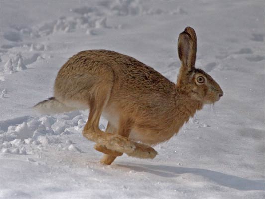 5.3.06 11:18:39 Markgröningen-Steinbruch Kamera: Canon EOS 20D / 100-400@400 F7.1, 1/8000s, ISO400, RAW; Feldhasendame im langen , dichten Winterfell, hat lange Hinterläufe (Keulen) macht typische Spur im Schnee