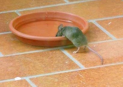 03.2015 Hemmingen Foto: Ulla Kapaun. So trinken Mäuse an einer Vogeltränke