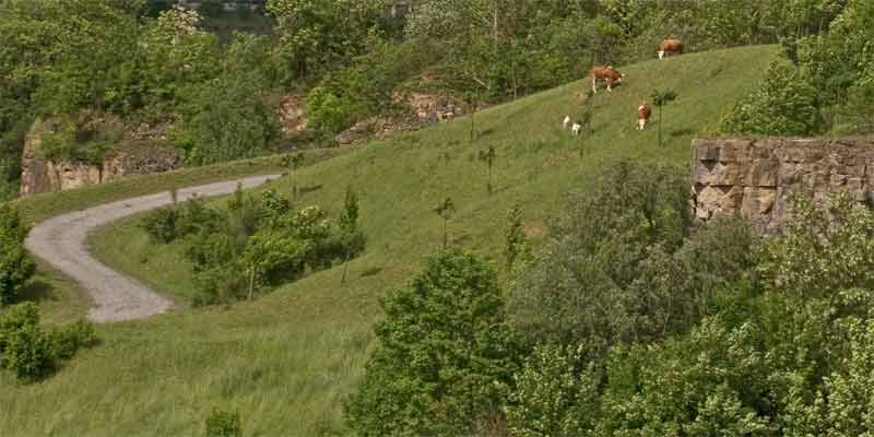 nicht wildlebende Säugetierarten im Glemstal [Kühe und Ziegen grasen im renaturierten Teil im Steinbruch Markgröningen, 28.5.2006]