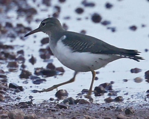 Drosseluferläufer (Actitis macularius) in Riegel am Kaiserstuhl am 3.1.25