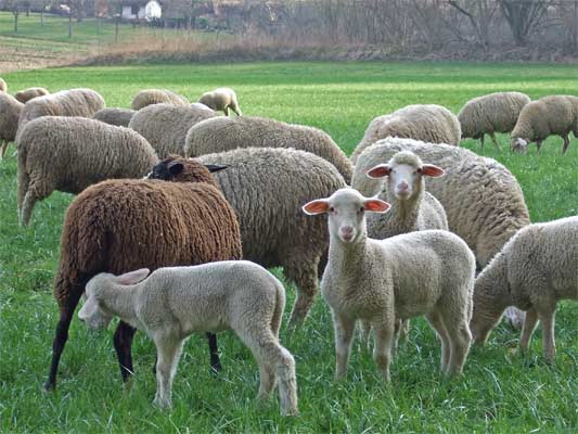 Schafe im Glemstal (nicht mehr wildlebend)  [Foto Glemstal bei Markgröningen, Feb. 2007]