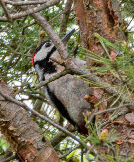 Buntspecht, Foto von Chris Hiller