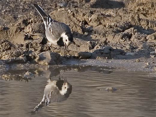 Bachstelzen im Glemstal (Motacilla alba) [Foto: Bachstelze an einem flachen Teich bei Markgröningen im Steinbruch, 29.4.2005]