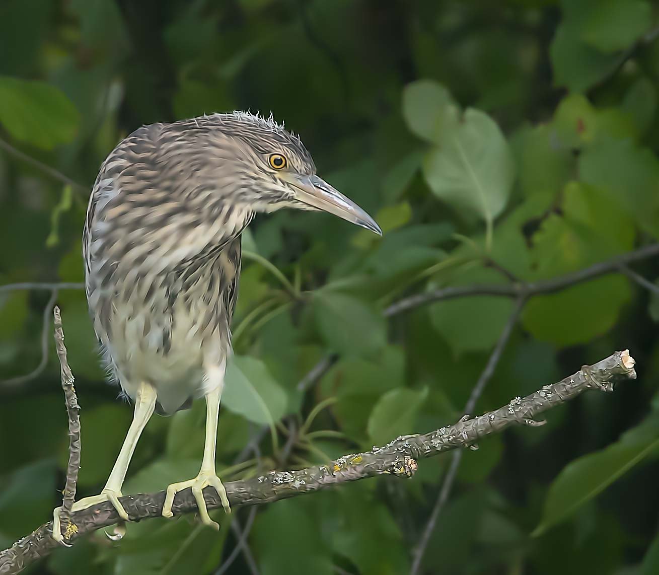 Nachtreiher am Monrepos
