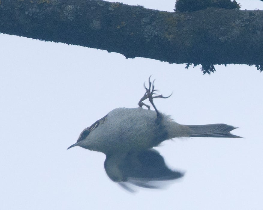 NABU Vogelstimmenführung Schwieberdingen 14.4.24