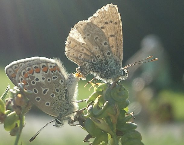 18.9.04, 15:56 Schwieberdingen gr. Wiese bei Neumühle Kamera: Pentax Optio S