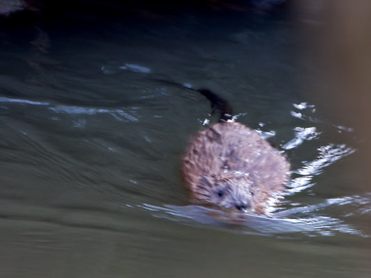 24.4.2008 Markgröningen "Glems-Pferdekoppel" = Glems-Brücke Wohlleber Kamera: Canon EOS 40D / 100-400
