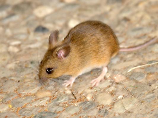 15.6.2006 19:55 Zuffenhausen Winterhalde Kamera: Canon EOS 20D / 100-400@400