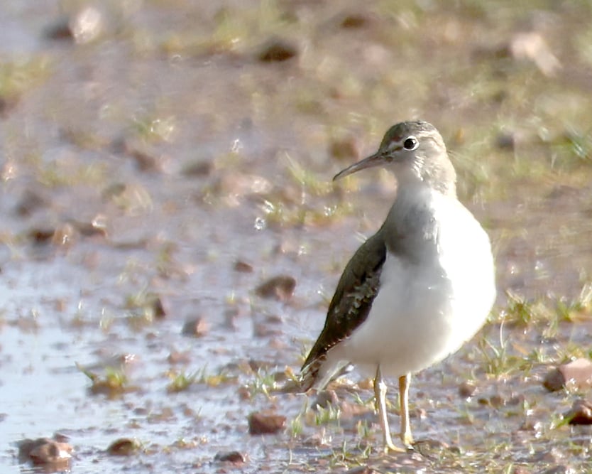 Drosseluferläufer (Actitis macularius) in Riegel am Kaiserstuhl am 3.1.25